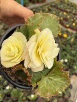 Gelinlik Danteli Gelin Damat Begonya (Begonia × tuberhybrida) - Görsel 2