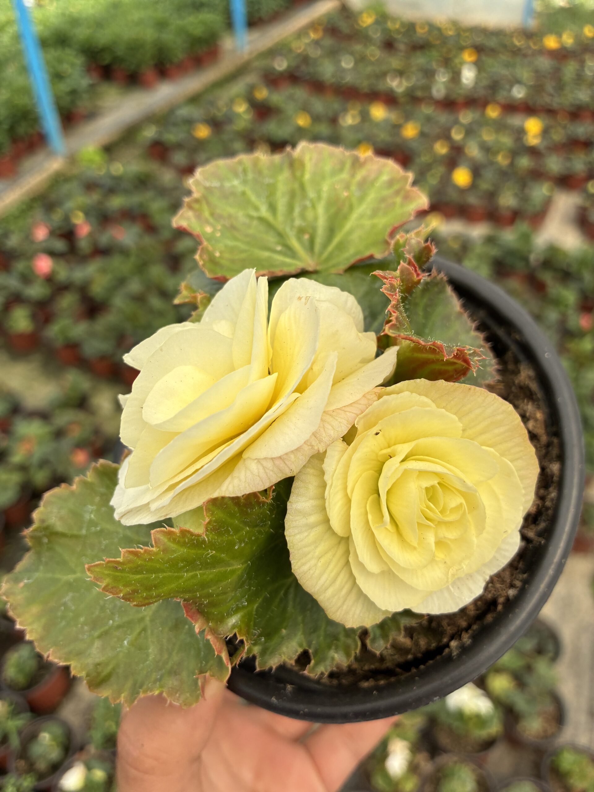 IMG_6244 Gelinlik Danteli Gelin Damat Begonya (Begonia × tuberhybrida) - Görsel 1