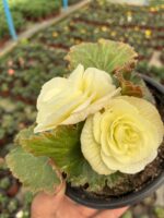 Gelinlik Danteli Gelin Damat Begonya (Begonia × tuberhybrida) - Görsel 3