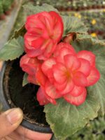 Gelin Allığı Gelin Damat Begonya (Begonia × tuberhybrida)