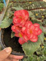 Gelin Allığı Gelin Damat Begonya (Begonia × tuberhybrida) - Görsel 2