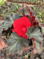 Nikah Kırmızısı Gelin Damat Begonya (Begonia × tuberhybrida) - Görsel 2