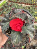 Nikah Kırmızısı Gelin Damat Begonya (Begonia × tuberhybrida)