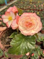 Gelin Paketi Gelin Damat Begonya Seti (Begonia × tuberhybrida)