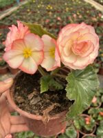 Gelin Paketi Gelin Damat Begonya Seti (Begonia × tuberhybrida) - Görsel 2