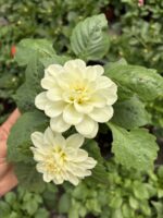 Eloria Dalya Yıldız Çiçeği (Dahlia hybrida) - Görsel 2