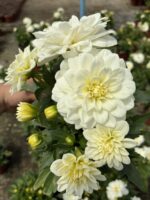 Eloria Dalya Yıldız Çiçeği (Dahlia hybrida)