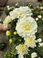 Eloria Dalya Yıldız Çiçeği (Dahlia hybrida) - Görsel 3