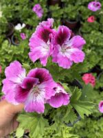 Pudra Yüreği Canan Ceylan Gözü Sardunyası (Pelargonium grandiflorum) - Görsel 2