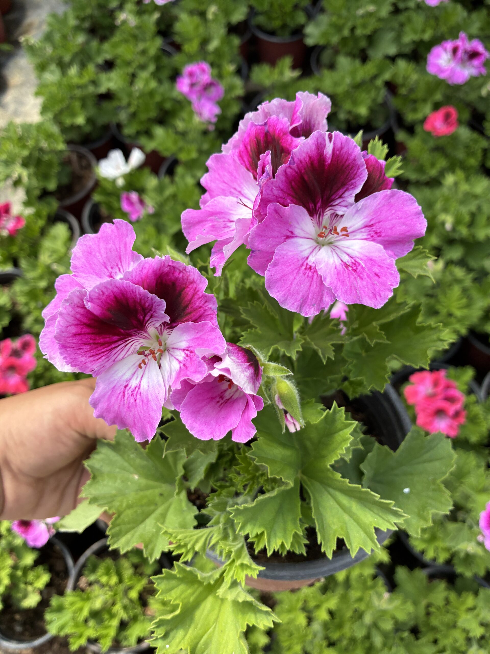 IMG_6294 Pudra Yüreği Canan Ceylan Gözü Sardunyası (Pelargonium grandiflorum) - Görsel 1