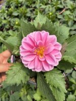 Calypso Dalya Yıldız Çiçeği (Dahlia hybrida) - Görsel 2