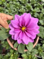 Seleneva Dalya Yıldız Çiçeği (Dahlia hybrida)