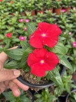 Kızıl Vals Rozet Çiçeği (Catharanthus roseus) - Görsel 2