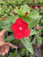 Kızıl Vals Rozet Çiçeği (Catharanthus roseus) - Görsel 3