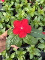 8’li Rozet Çiçeği Seti (Catharanthus roseus) - Görsel 8