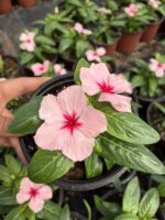 Pembeli Rüya Rozet Çiçeği (Catharanthus roseus) - Görsel 2