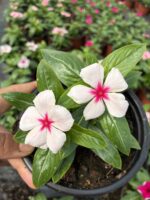 Kutup Yıldızı Rozet Çiçeği (Catharanthus roseus)