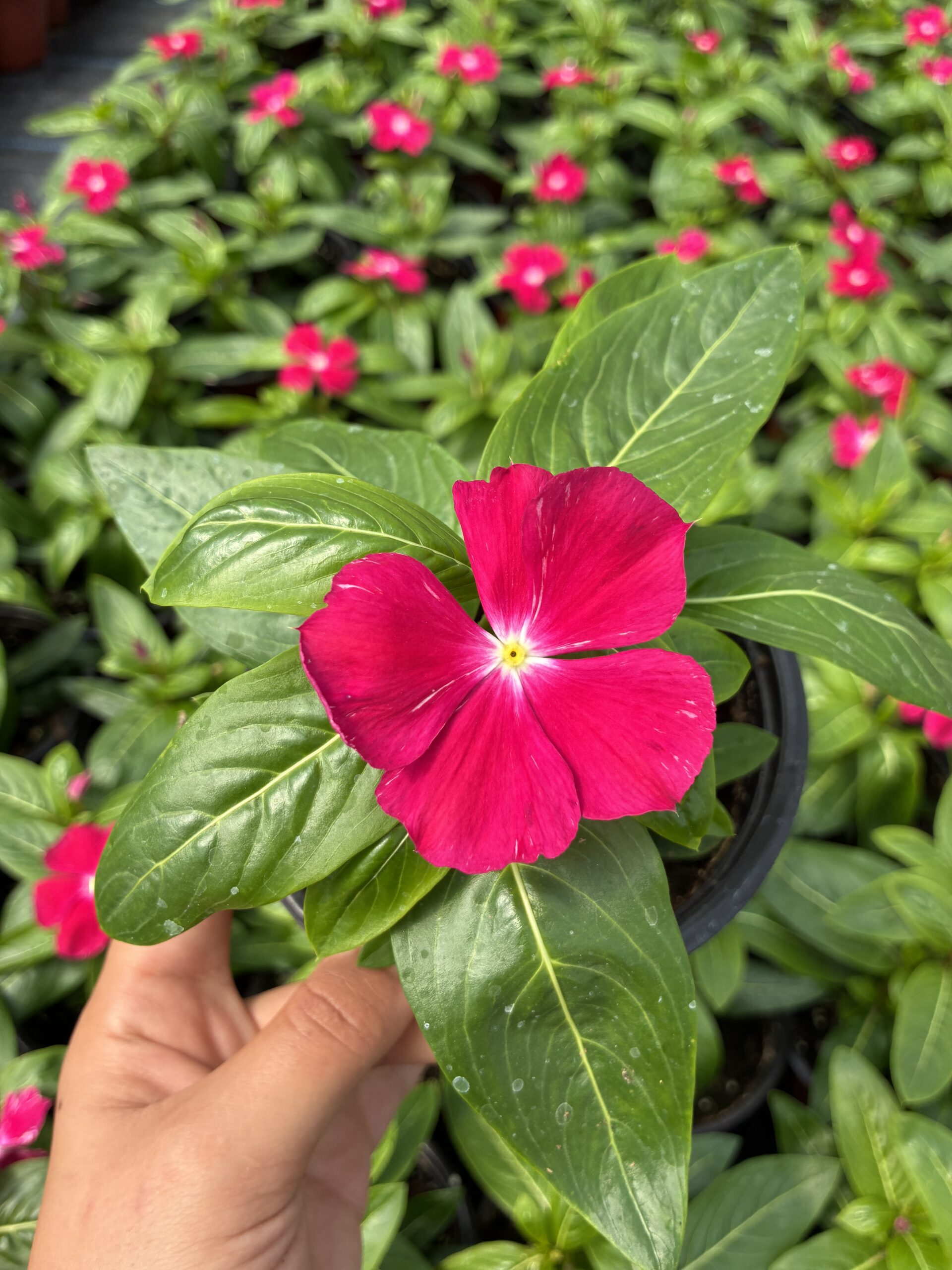 IMG_6357 Neon Narı Rozet Çiçeği (Catharanthus roseus) - Görsel 1