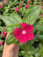 Neon Narı Rozet Çiçeği (Catharanthus roseus) - Görsel 2
