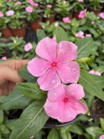 Pembeli Serenat Rozet Çiçeği (Catharanthus roseus) - Görsel 3
