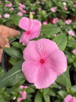 Pembeli Serenat Rozet Çiçeği (Catharanthus roseus) - Görsel 2