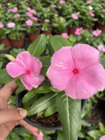 Pembeli Serenat Rozet Çiçeği (Catharanthus roseus)