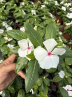Kutup Işığı Rozet Çiçeği (Catharanthus roseus) - Görsel 2