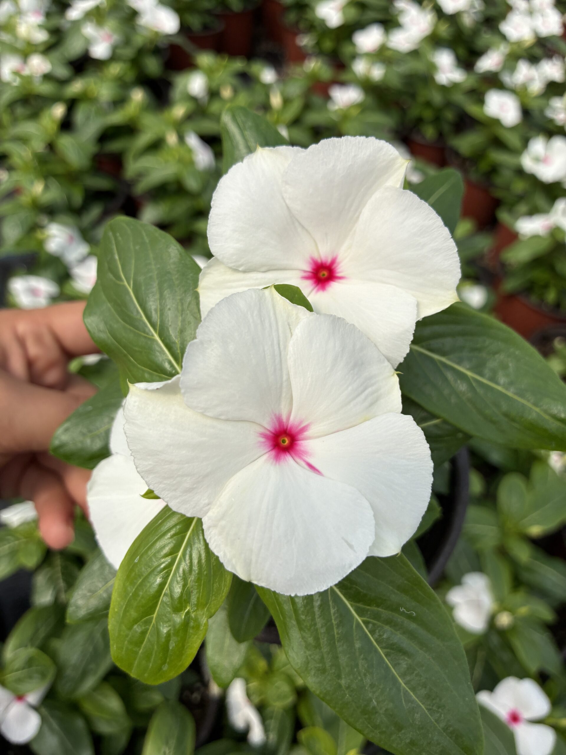 IMG_6384 Kutup Işığı Rozet Çiçeği (Catharanthus roseus) - Görsel 1