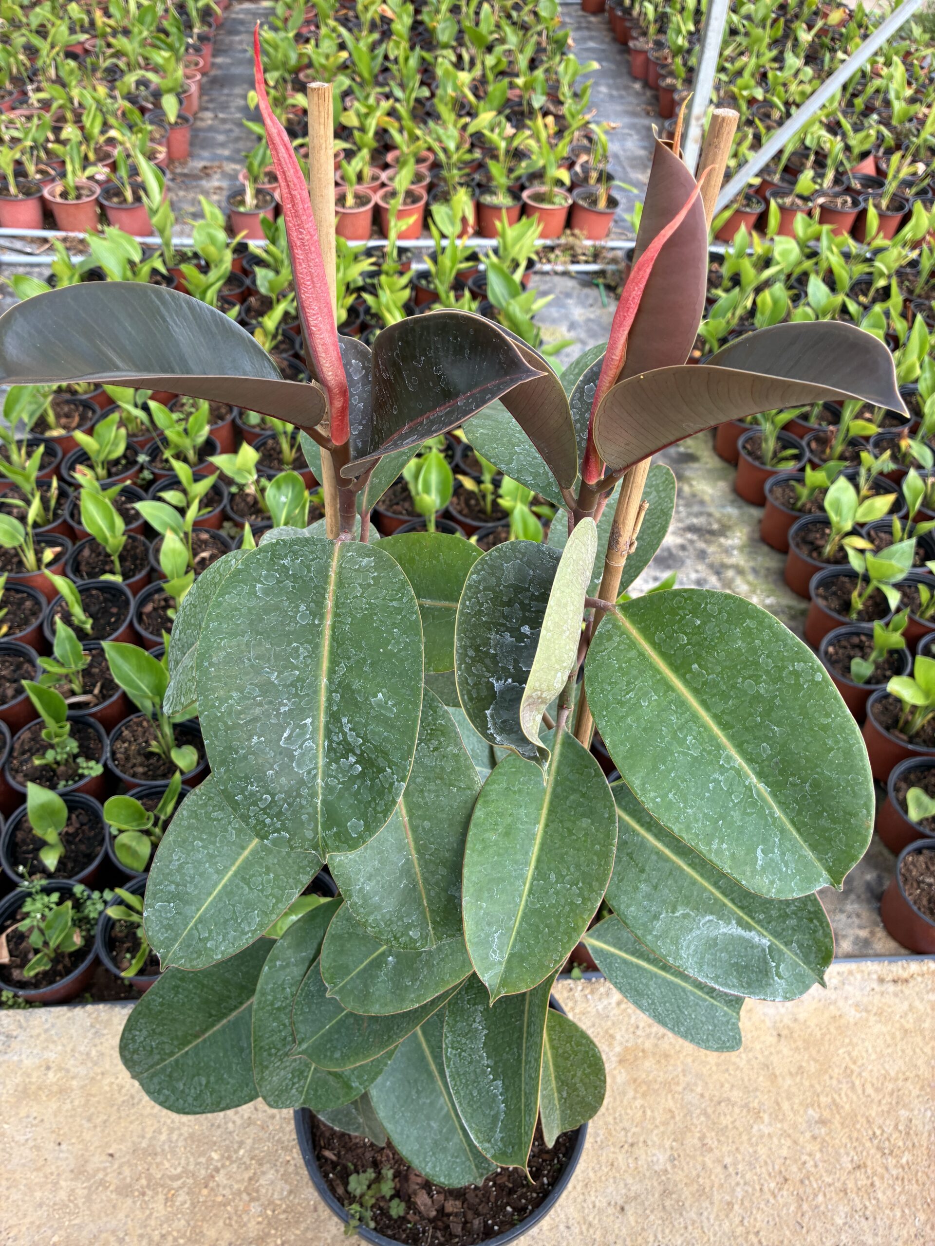 IMG_6409 Çift Dikim Büyük Boy Kauçuk (Ficus elastica) - Görsel 1