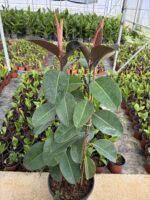 Çift Dikim Büyük Boy Kauçuk (Ficus elastica) - Görsel 2
