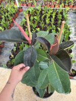Çift Dikim Büyük Boy Kauçuk (Ficus elastica) - Görsel 3