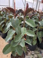 Çift Dikim Büyük Boy Kauçuk (Ficus elastica) - Görsel 4