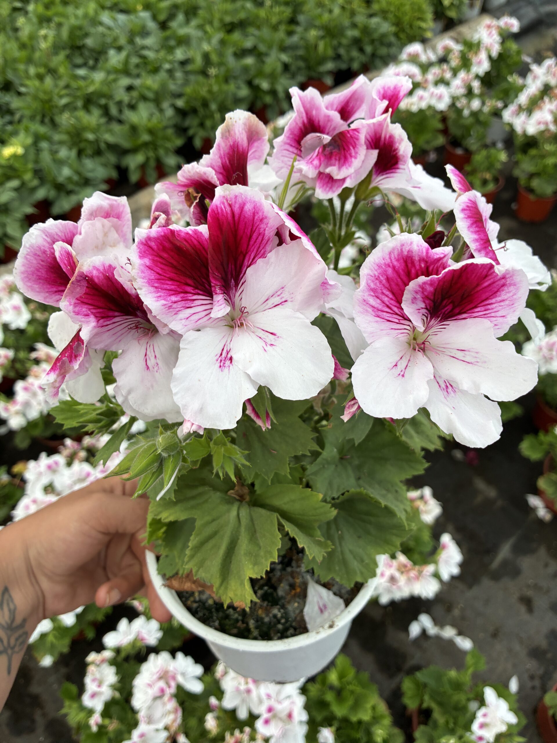 IMG_6461 Aşkın Kıyısı Canan Ceylan Gözü Sardunyası (Pelargonium grandiflorum) - Görsel 1