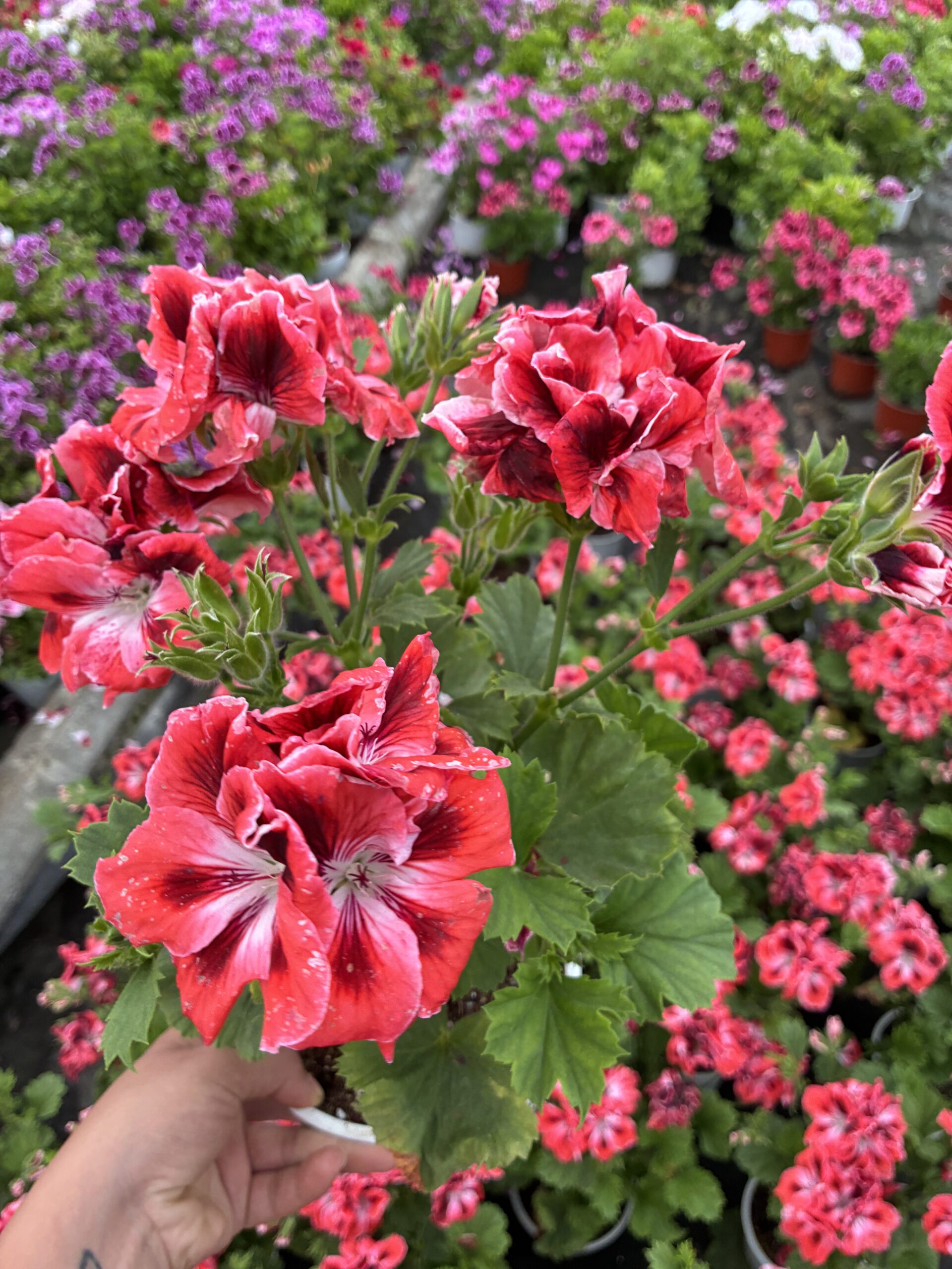 IMG_6464 Turunç Baharı Canan Ceylan Gözü Sardunyası (Pelargonium grandiflorum) - Görsel 1