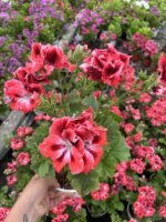 Turunç Baharı Canan Ceylan Gözü Sardunyası (Pelargonium grandiflorum) - Görsel 3