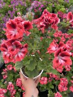 Turunç Baharı Canan Ceylan Gözü Sardunyası (Pelargonium grandiflorum) - Görsel 2