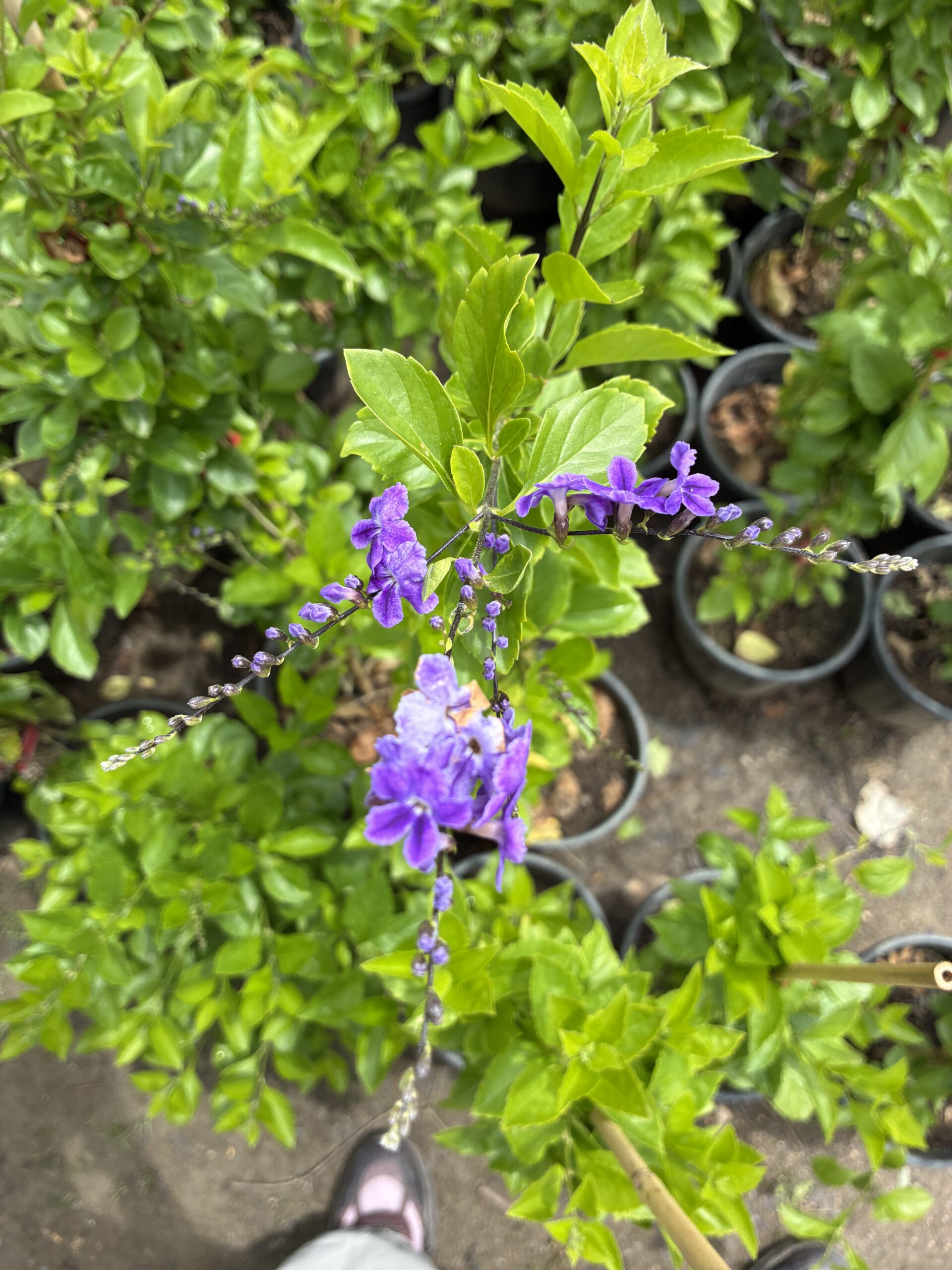 IMG_6983 Duranda Sarmaşığı (Duranta erecta) - Görsel 1