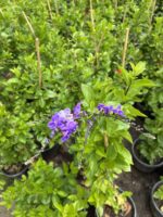Duranda Sarmaşığı (Duranta erecta) - Görsel 2