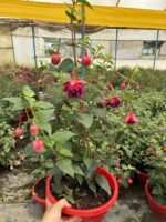 Yakut Kanadı Anaç Boy Küpelisi (Fuchsia hybrida) - Görsel 5