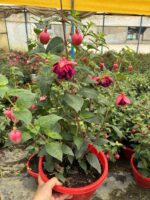 Yakut Kanadı Anaç Boy Küpelisi (Fuchsia hybrida) - Görsel 4