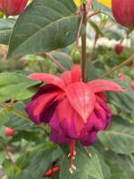 Yakut Kanadı Anaç Boy Küpelisi (Fuchsia hybrida) - Görsel 3