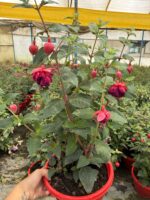 Yakut Kanadı Anaç Boy Küpelisi (Fuchsia hybrida) - Görsel 2