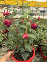 Yakut Kanadı Anaç Boy Küpelisi (Fuchsia hybrida)