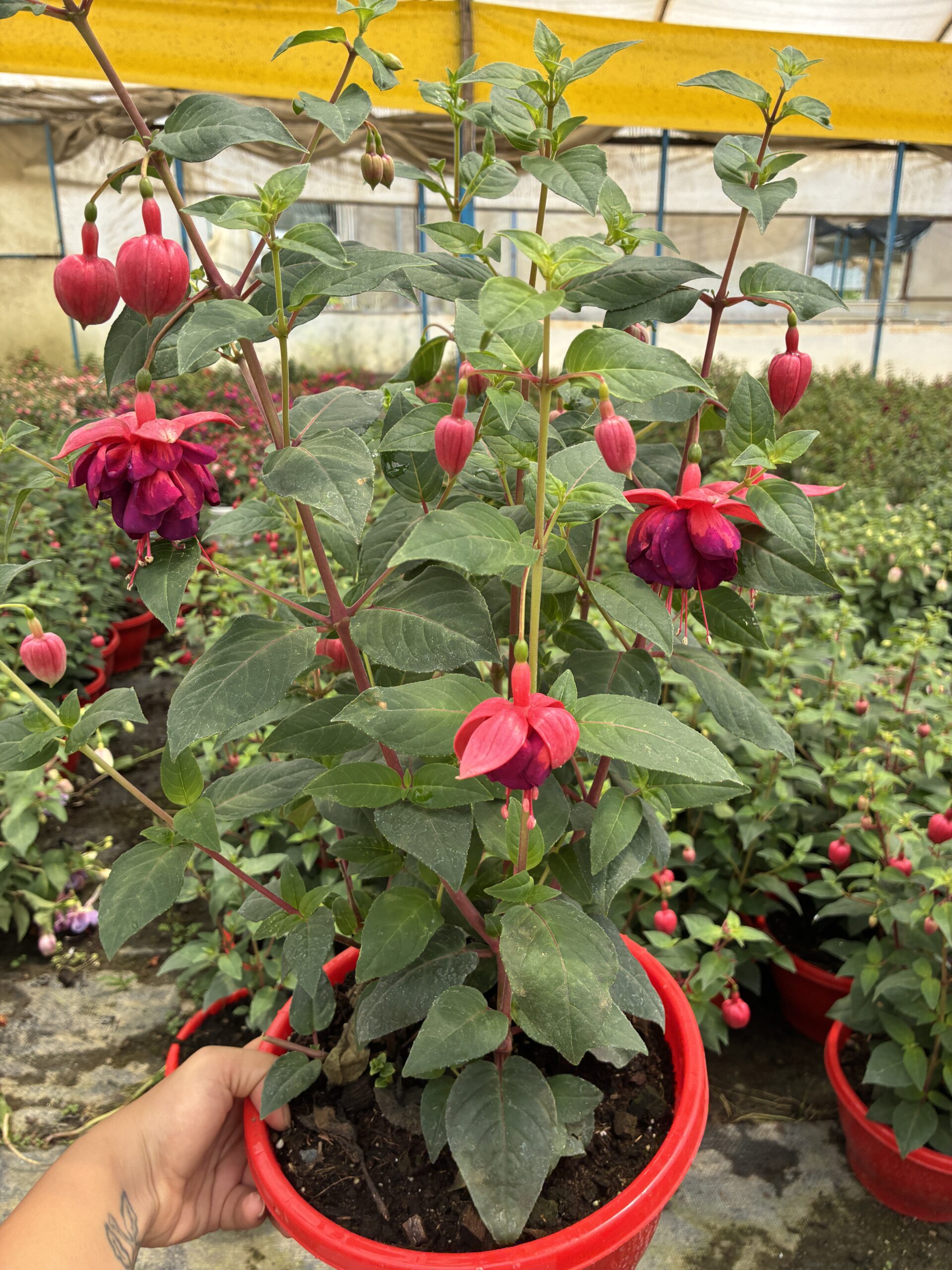 IMG_7003 Yakut Kanadı Anaç Boy Küpelisi (Fuchsia hybrida) - Görsel 1