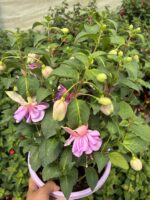 Pembe Gelinlik Küpeli Anaç Boy (Fuchsia hybrida)