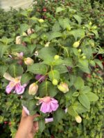 Pembe Gelinlik Küpeli Anaç Boy (Fuchsia hybrida) - Görsel 2