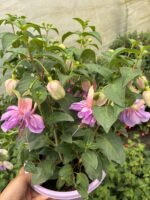 Pembe Gelinlik Küpeli Anaç Boy (Fuchsia hybrida) - Görsel 4