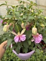 Pembe Gelinlik Küpeli Anaç Boy (Fuchsia hybrida) - Görsel 5