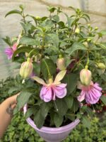 Pembe Gelinlik Küpeli Anaç Boy (Fuchsia hybrida) - Görsel 6
