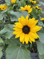 Ayçiçeği (Helianthus annuus) - Görsel 4